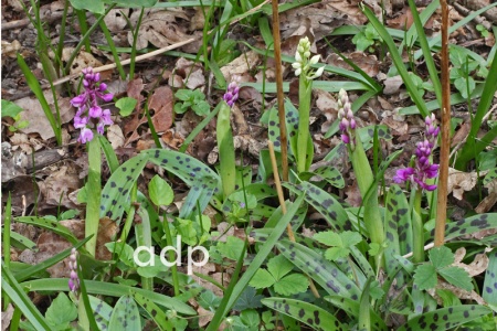 Early Purple Orchid, Orchis mascula, Alan Prowse